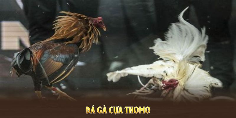 đá gà cựa Thomo