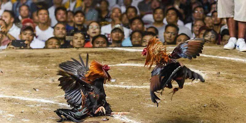 Top hình thức so kê hấp dẫn nhất 2025 cho người mới