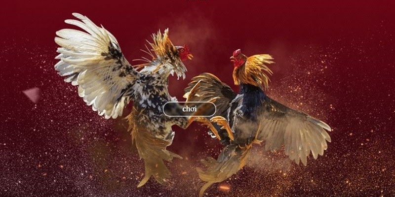 Ưu điểm sảnh chọi kê tại nhà cái