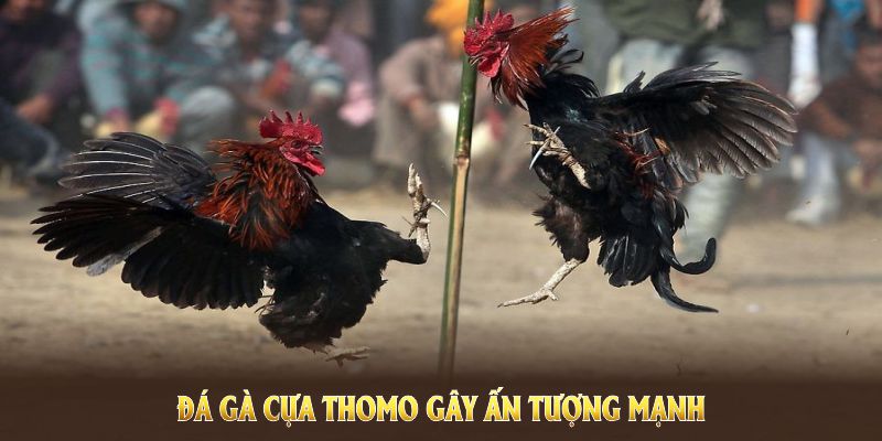 Đá gà cựa Thomo gây ấn tượng mạnh từ nhiều khía cạnh 